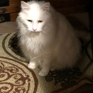 Meet your Posher, Joann